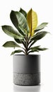 Garden Room, House Plants in Pots, Isolated on White Background - Generative AI