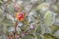 Garden rose Bud in the early morning of autumn. The first frost on the buds flowers and leaves Royalty Free Stock Photo