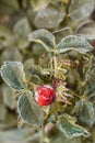 Garden rose Bud in the early morning of autumn. The first frost on the buds flowers and leaves Royalty Free Stock Photo