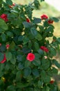 Garden rose bush blooming with red flowers. Close-up Royalty Free Stock Photo