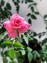 Garden rose bush pink potted close-up Royalty Free Stock Photo