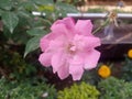 Garden Rose Flower.Nature flowers .pinck