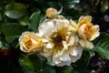 Garden Rose Flower Variety
