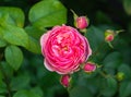 Garden rose flower