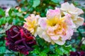 Garden rose flowers, rain drop. Close-up photo of garden flower with shallow DOF Royalty Free Stock Photo