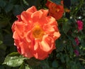 Garden rose with orange petals close-up, Shymkent, Kazakhstan