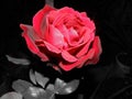 Red rose petals monochrome background Royalty Free Stock Photo