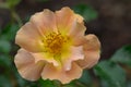 Garden Rose Rosa Kickoff Amorina, pale orange flower in close-up