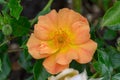 Garden Rose Rosa Kickoff Amorina, yellow-orange flower in close-up