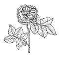 Garden rose on a white background. Handmade. Highly detailed hand drawn roses.