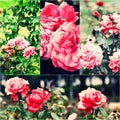 Garden roses on bush. Collage of colorized images. Toned photos set Royalty Free Stock Photo