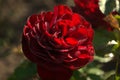 Blooming flower red roses covered with morning dew Royalty Free Stock Photo