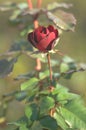 Blooming flower red roses covered with morning dew Royalty Free Stock Photo