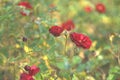 Blooming flower red roses covered with morning dew Royalty Free Stock Photo