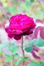 Garden roses in droplets of morning dew on petals Royalty Free Stock Photo