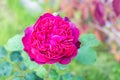 Garden roses in droplets of morning dew on petals Royalty Free Stock Photo