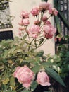 Garden roses