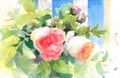 Garden Roses Watercolor Flowers Illustration Hand Painted Royalty Free Stock Photo