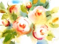 Garden Roses Watercolor Flowers Illustration Hand Painted Royalty Free Stock Photo