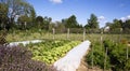 Garden rows with green vegetables in Washington Virginia.