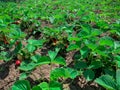 Garden rows of strawberries grow on raised beds.