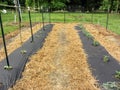 Garden Rows Using Black Plastic and Straw For Weed Control