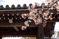 Garden in the Ryoan-ji Temple Royalty Free Stock Photo