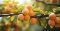 A Garden\'s Apricot Tree Branch, Brimming with Ripe, Luscious Fruits With copy space Royalty Free Stock Photo