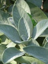 Garden Sage