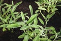 Garden sage plants, Salvia officinalis growing in summer herb garden Royalty Free Stock Photo