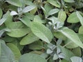 Garden sage, Salvia officinalis Royalty Free Stock Photo
