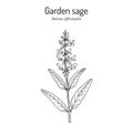 Garden sage Salvia officinalis , medicinal plant