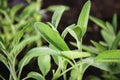 Garden Sage in spring, Salvia officinalis plants grow in herb garden Royalty Free Stock Photo