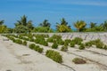 Garden on the sand at the tropical island Royalty Free Stock Photo