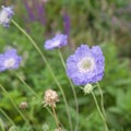 Garden Scabious