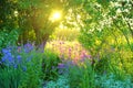 Garden scene with purple and blue flowers and sun setting