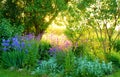 Garden scene with purple flowers and sun setting