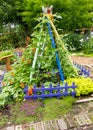 Garden scene Scarlet runner beans Royalty Free Stock Photo