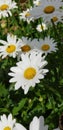 Garden Scene of White Daisies with Yellow Center