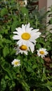 Garden Scene of White Daisies with Yellow Center