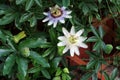 A garden scene with a white passion flower Royalty Free Stock Photo