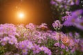 Garden scenery at sunrise Royalty Free Stock Photo