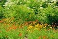 Gaillardia pulchella and Sorbaria sorbifolia Royalty Free Stock Photo