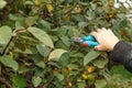 Garden scissors. Gardener cuts tree branches with garden scissors Royalty Free Stock Photo