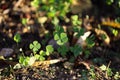 Garden with several four leaf clovers