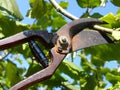 Garden shears Royalty Free Stock Photo