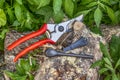 Garden shears, fire starter on the tree trunk between green leaves