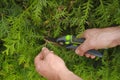 Garden shears in hands cutting a hedge.Plant pruning.Gardening and plant formation.Pruning thuja.Gardening Tools.Spring