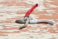 Garden shears for pruning branches, flowers and shrubs