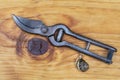 Garden shears, rusty, old and vintage with snail on the wood.